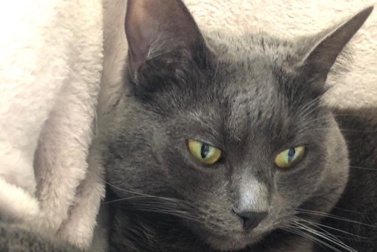 Alerta de Desaparición Gato  Hembra , 5 años Auderghem Bélgica
