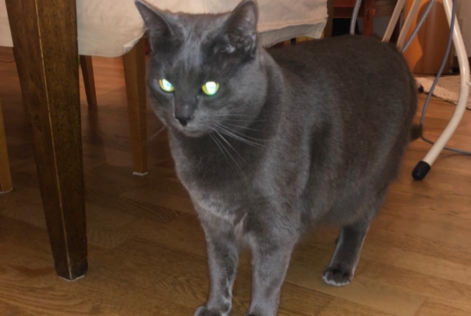 Alerta de Desaparición Gato  Hembra , 5 años Auderghem Bélgica