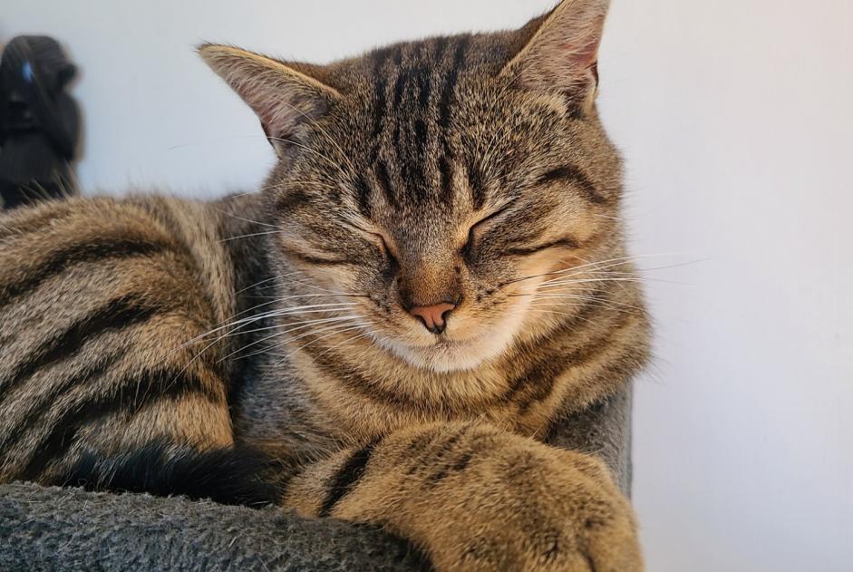 Alerta de Desaparición Gato Hembra , 2 años Chaumont-Gistoux Bélgica