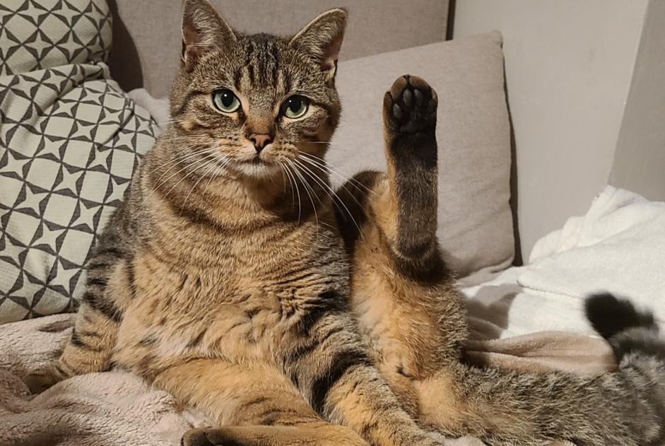Alerta de Desaparición Gato Hembra , 2 años Chaumont-Gistoux Bélgica