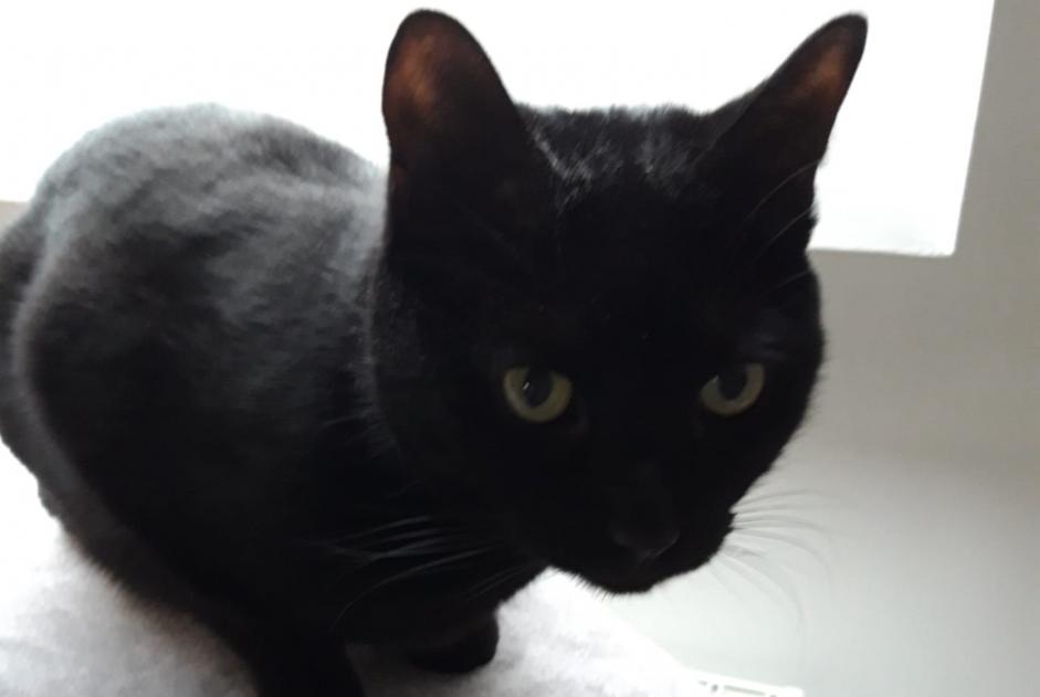 Alerta de Desaparición Gato Macho , 6 años Woluwe-Saint-Pierre Bélgica