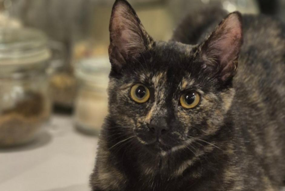 Alerta de Desaparición Gato cruce Hembra , 1 años Braine-le-Comte Bélgica