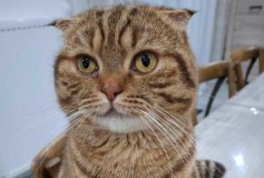 Alerta de Desaparición Gato  Macho , 2 años Terville Francia