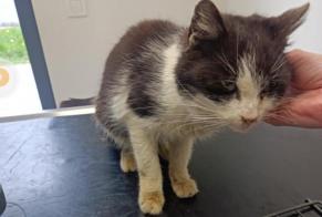 Alerta de Hallazgo Gato Hembra Courcelles Bélgica