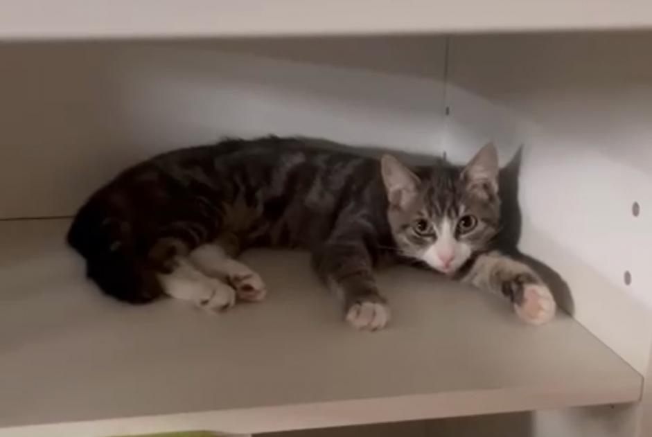 Alerta de Desaparición Gato Macho , 1 años Anderlecht Bélgica