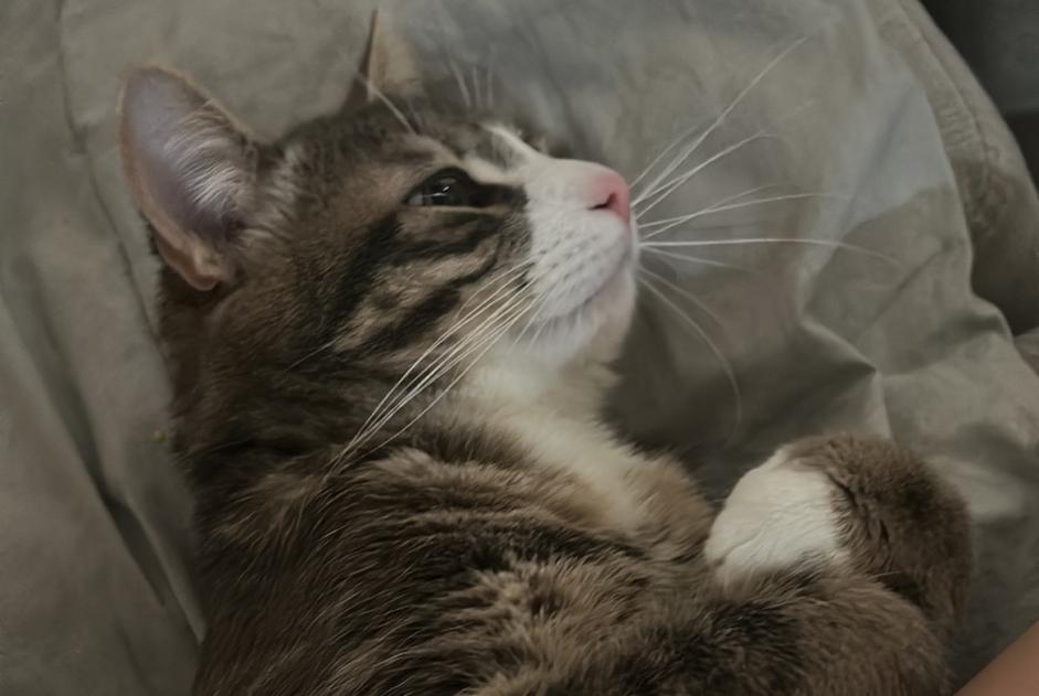 Alerta de Desaparición Gato Macho , 1 años Anderlecht Bélgica