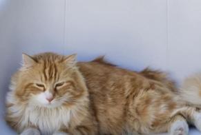 Alerta de Desaparición Gato cruce Macho , 4 años Binche Bélgica