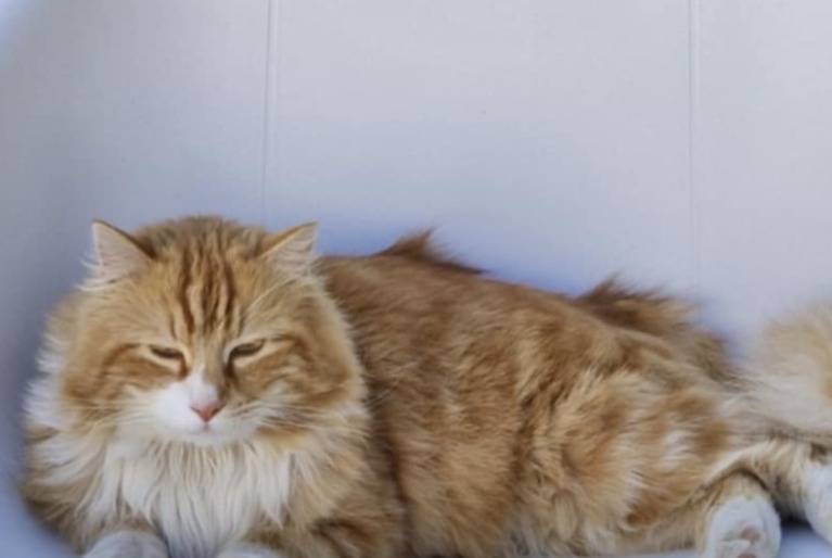 Alerta de Desaparición Gato cruce Macho , 4 años Binche Bélgica