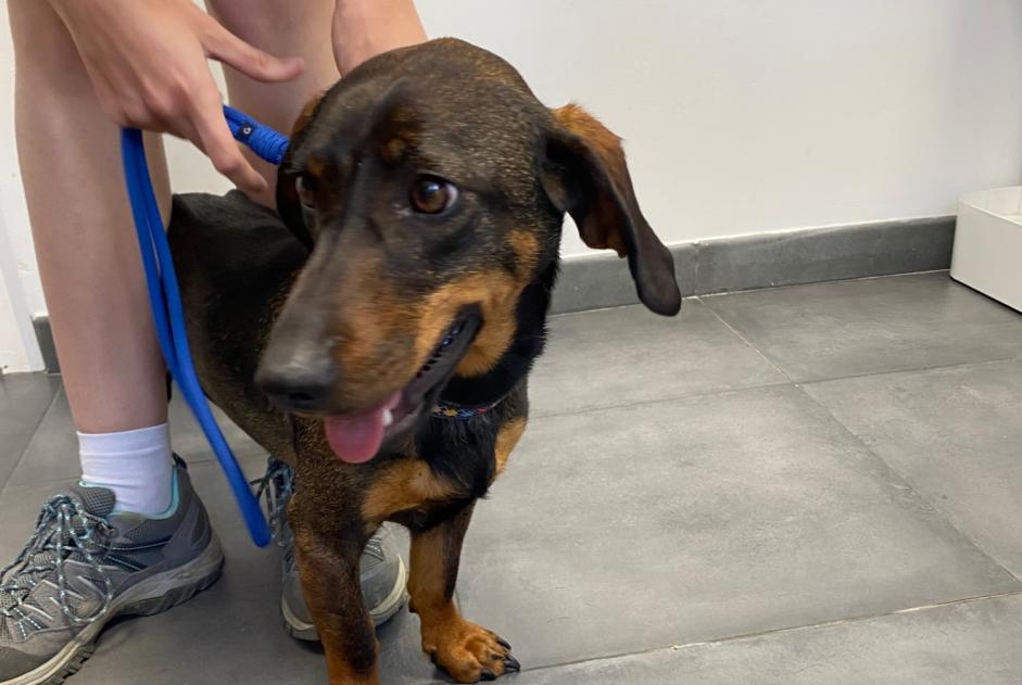 Alerta de Hallazgo Perro cruce Hembra Coti-Chiavari Francia