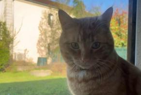 Alerta de Desaparición Gato cruce Macho , 2 años Mondelange Francia