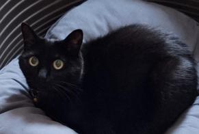 Alerta de Desaparición Gato Hembra , 14 años Tervuren Bélgica