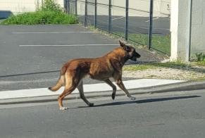 Alerta de Hallazgo Perro cruce Desconocido Angoulême Francia