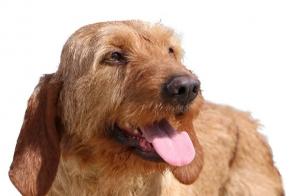 Alerta de Desaparición Perro cruce Macho , 2025 años Barcugnan Francia