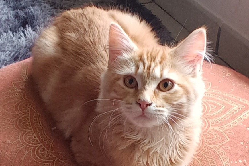 Alerta de Desaparición Gato cruce Macho , 1 años Villeurbanne Francia