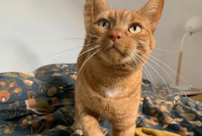 Alerta de Desaparición Gato cruce Macho , 7 años Orée d'Anjou Francia