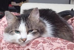 Alerta de Desaparición Gato Macho , 8 años Flémalle Bélgica