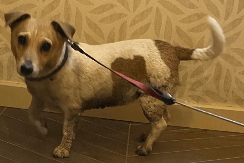 Alerta de Hallazgo Perro  Hembra Estinnes Bélgica