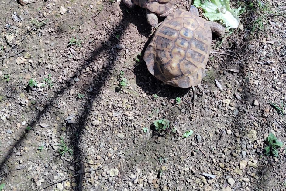 Alerta de Desaparición Tortuga Macho , 2025 años Niort Francia