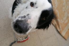 Alerta de Desaparición Perro  Hembra , 6 años Lontzen Bélgica