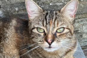 Alerta de Desaparición Gato cruce Hembra , 2 años Seraing Bélgica