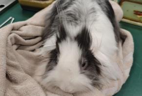 Alerta de Hallazgo Conejo Hembra Woluwe-Saint-Pierre Bélgica