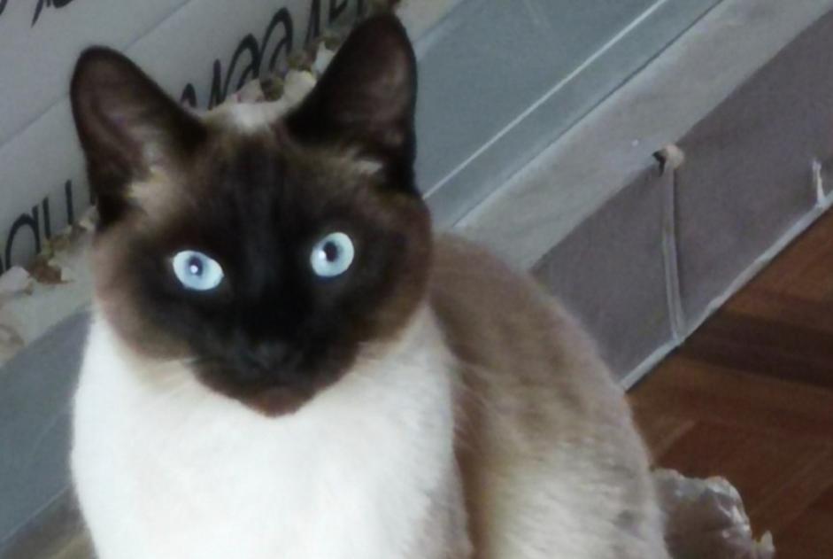 Alerta de Desaparición Gato Macho , 4 años Uccle Bélgica