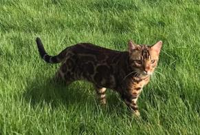 Alerta de Desaparición Gato  Macho , 2 años Saint-Florent Francia
