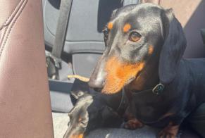 Alerta de Desaparición Perro  Hembra , 3 años Robion Francia