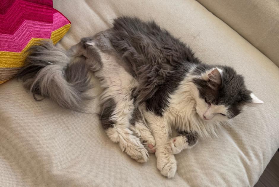 Alerta de Desaparición Gato cruce Macho , 19 años Amboise Francia