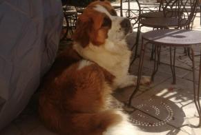 Alerta de Desaparición Perro  Hembra , 2 años Poncins Francia