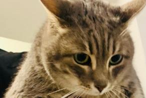 Alerta de Hallazgo Gato Hembra Béziers Francia