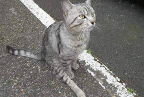 Alerta de Hallazgo Gato  Macho , 2 años Toulouse Francia