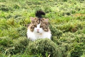 Alerta de Desaparición Gato Hembra , 3 años Châteauneuf-sur-Loire Francia