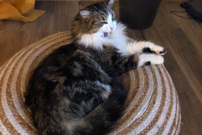 Alerta de Desaparición Gato Hembra , 3 años Châteauneuf-sur-Loire Francia