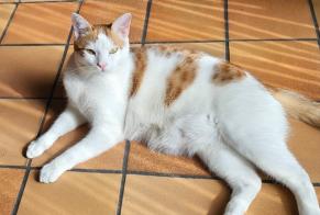 Alerta de Desaparición Gato Macho , 2 años Cruseilles Francia