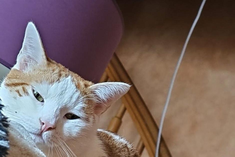 Alerta de Desaparición Gato Macho , 2 años Cruseilles Francia