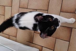 Alerta de Hallazgo Gato  Hembra Béthune Francia