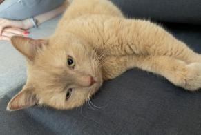 Alerta de Hallazgo Gato Desconocido Strasbourg Francia