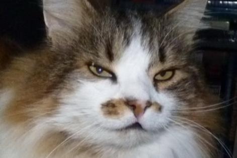 Alerte Disparition Chat croisement Mâle , 20 ans Les Fontenelles France