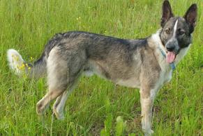 Alerte Disparition Chien croisement Mâle , 6 ans Colombies France