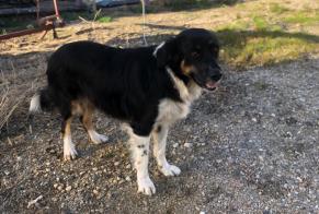 Alerte Découverte Chien croisement Femelle Sainte-Bazeille France
