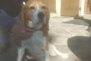 Alerte Découverte Chien  Femelle Pontis France