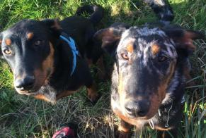 Alerte Disparition Chien  Mâle , 1 ans Puycasquier France