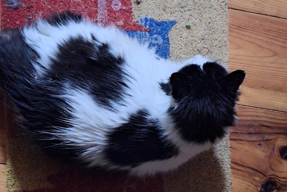 Alerte Disparition Chat croisement Mâle , 9 ans Tubize Belgique