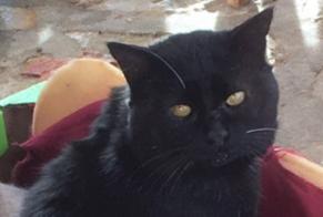 Alerte Disparition Chat Mâle , 4 ans Clermont-l'Hérault France