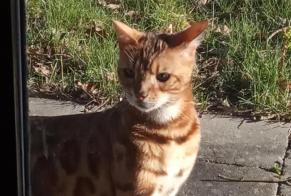 Alerte Découverte Chat  Mâle Chaudfontaine Belgique