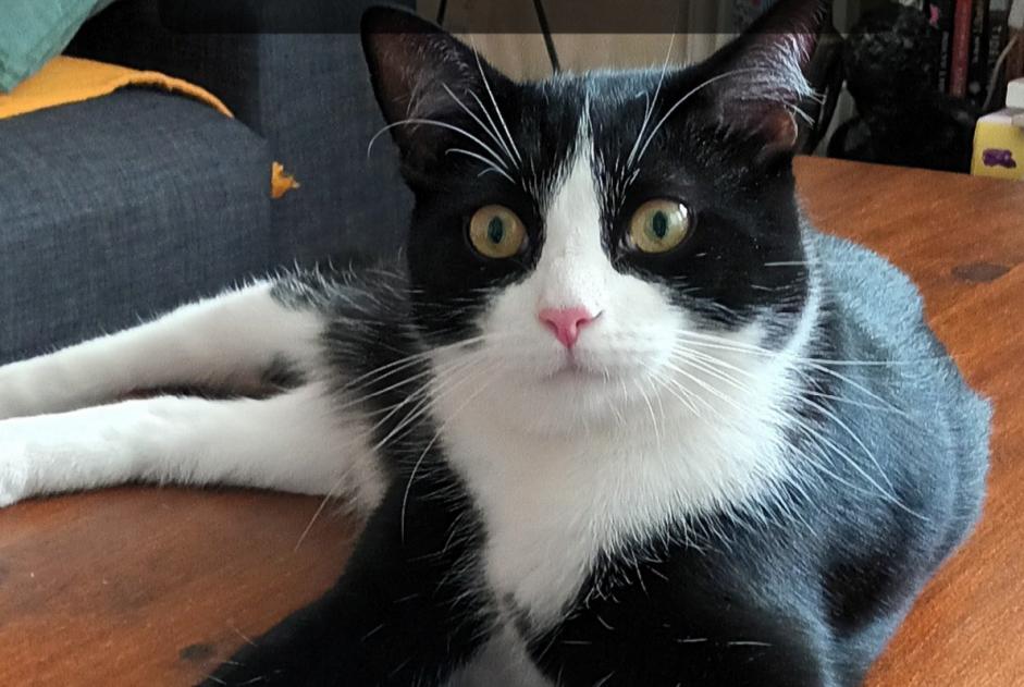 Alerte Disparition Chat croisement Mâle , 2 ans Paris France
