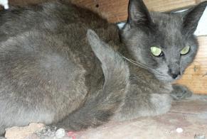 Alerte Découverte Chat Inconnu Nailly France