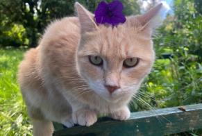 Alerte Disparition Chat Femelle , 3 ans Haucourt-Moulaine France
