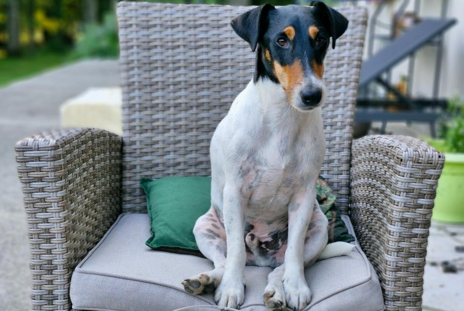Alerte Disparition Chien croisement Mâle , 5 ans Coullons France